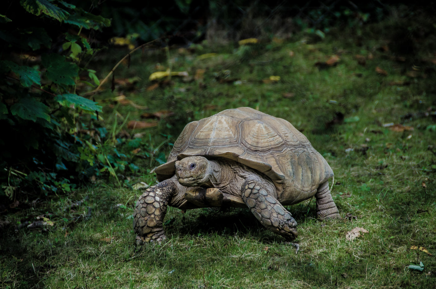 Tales of Tortoise Golf: Surviving the Slowpokes Ahead